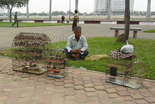 Selling birds for Buddhist offerings